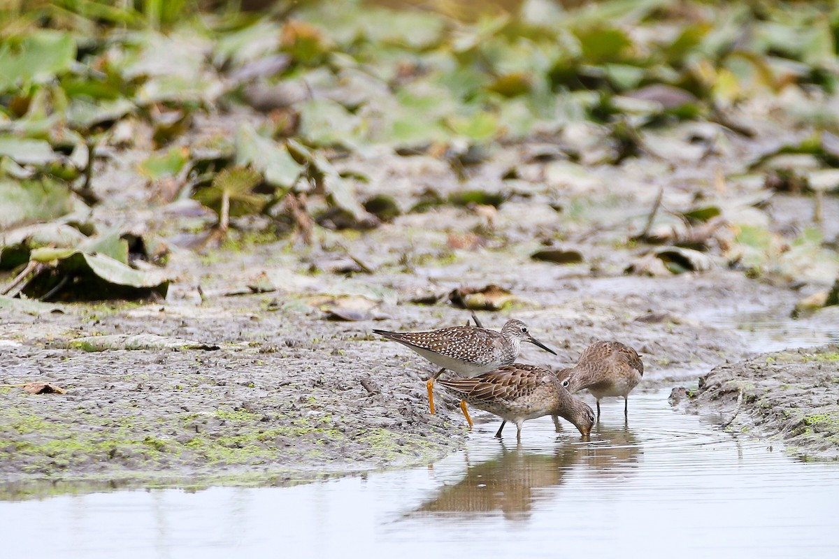 Long-billed Dowitcher - ML178970481