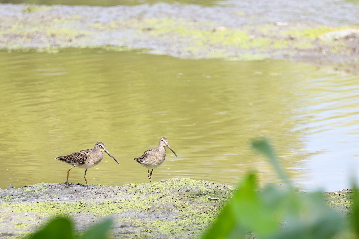 Long-billed Dowitcher - ML178970491