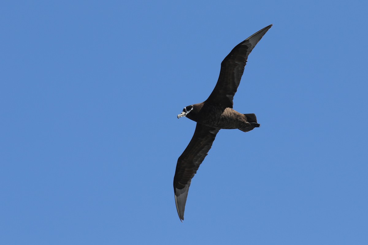 Spectacled Petrel - ML178971401