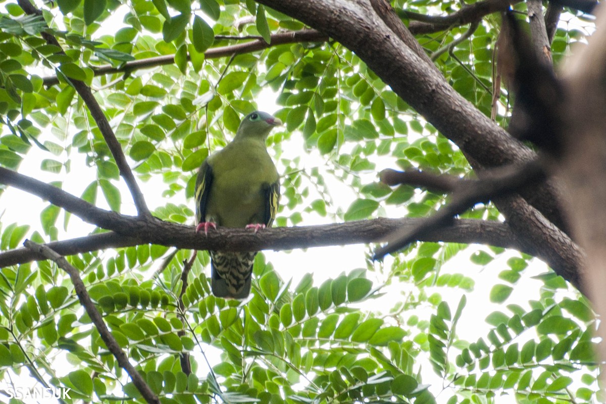 Крючкоклювый зелёный голубь (curvirostra) - ML178972901