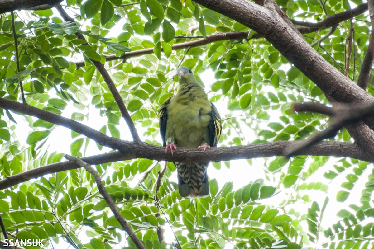 Крючкоклювый зелёный голубь (curvirostra) - ML178972921