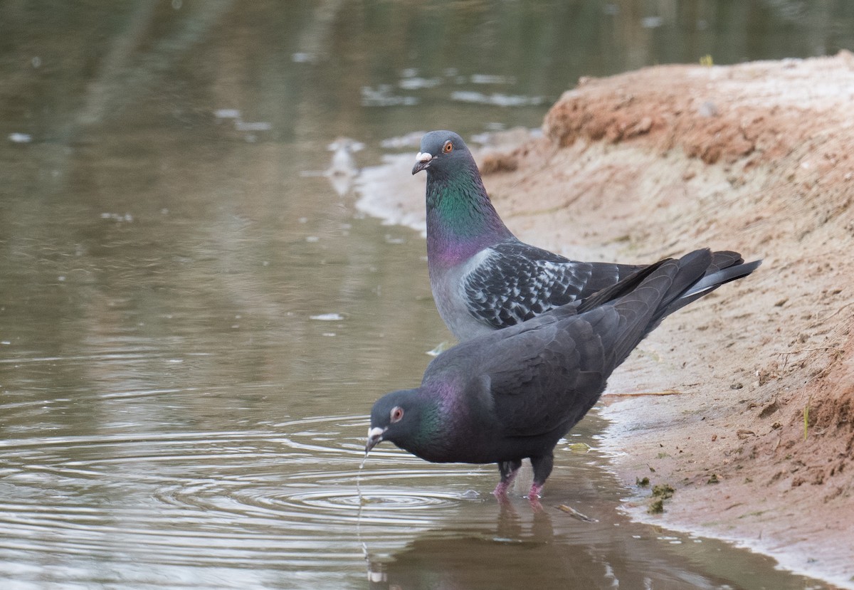 Rock Pigeon (Feral Pigeon) - John Daniels