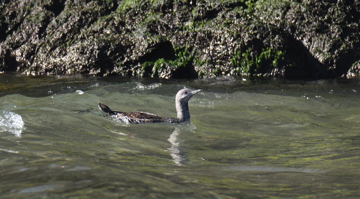 Red-throated Loon - Ron Hirsch