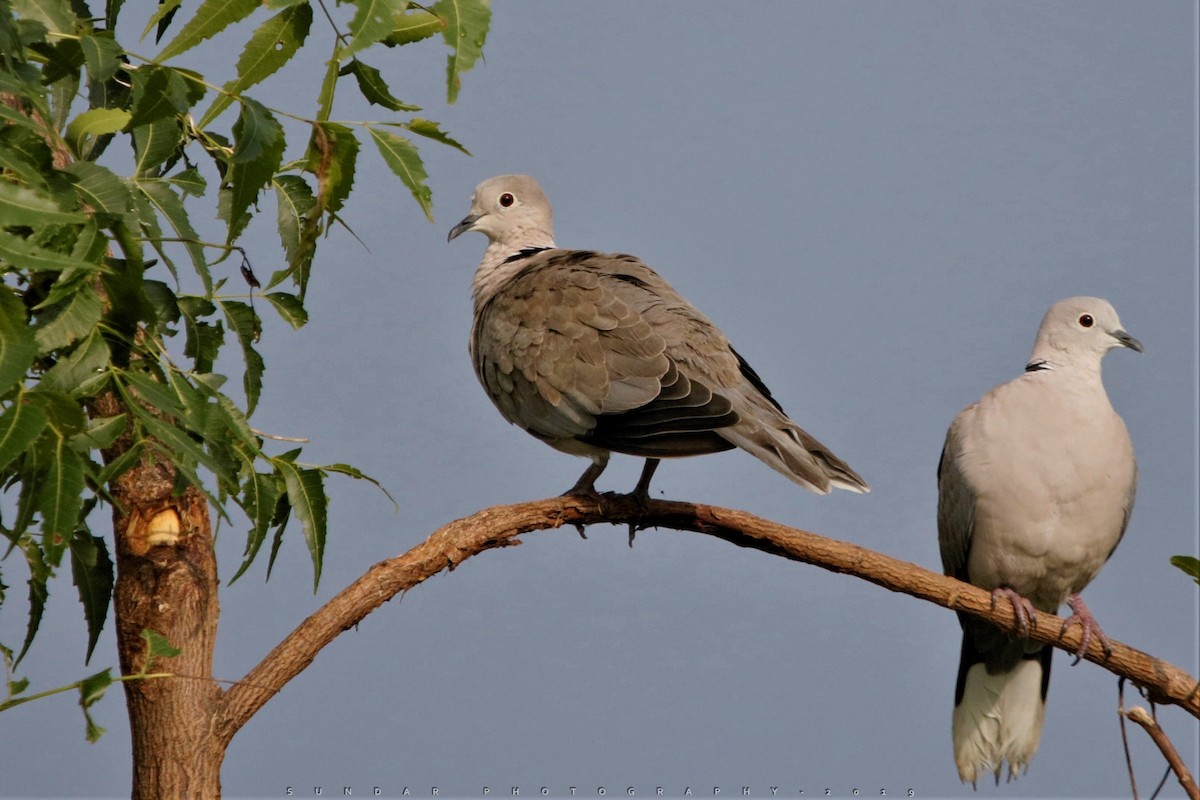 Eurasian Collared-Dove - sundareswaran vetaikorumagan