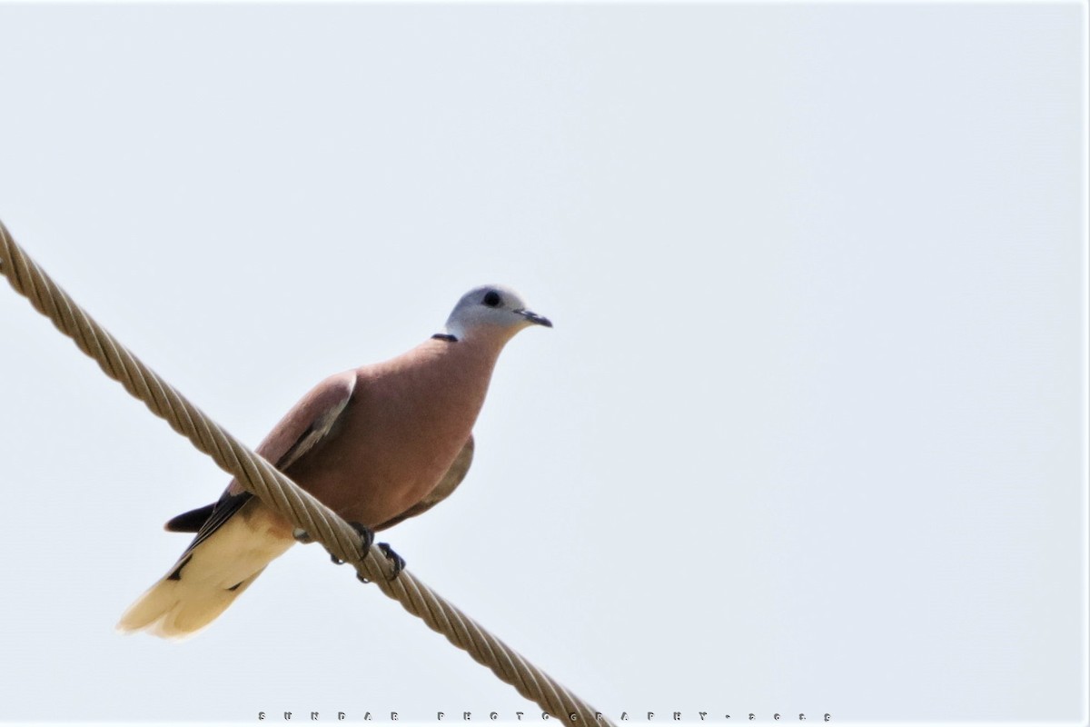 Red Collared-Dove - ML178982731