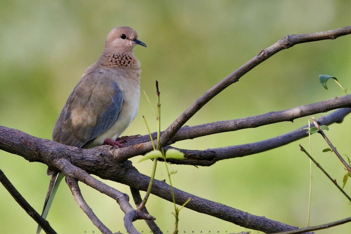 Laughing Dove - ML178982791