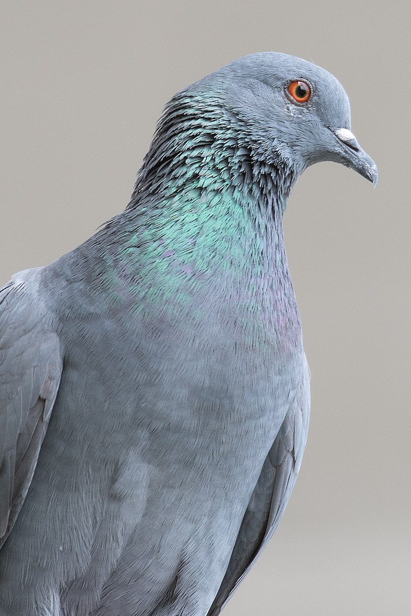 Rock Pigeon (Feral Pigeon) - Ashesh Bharadwaj