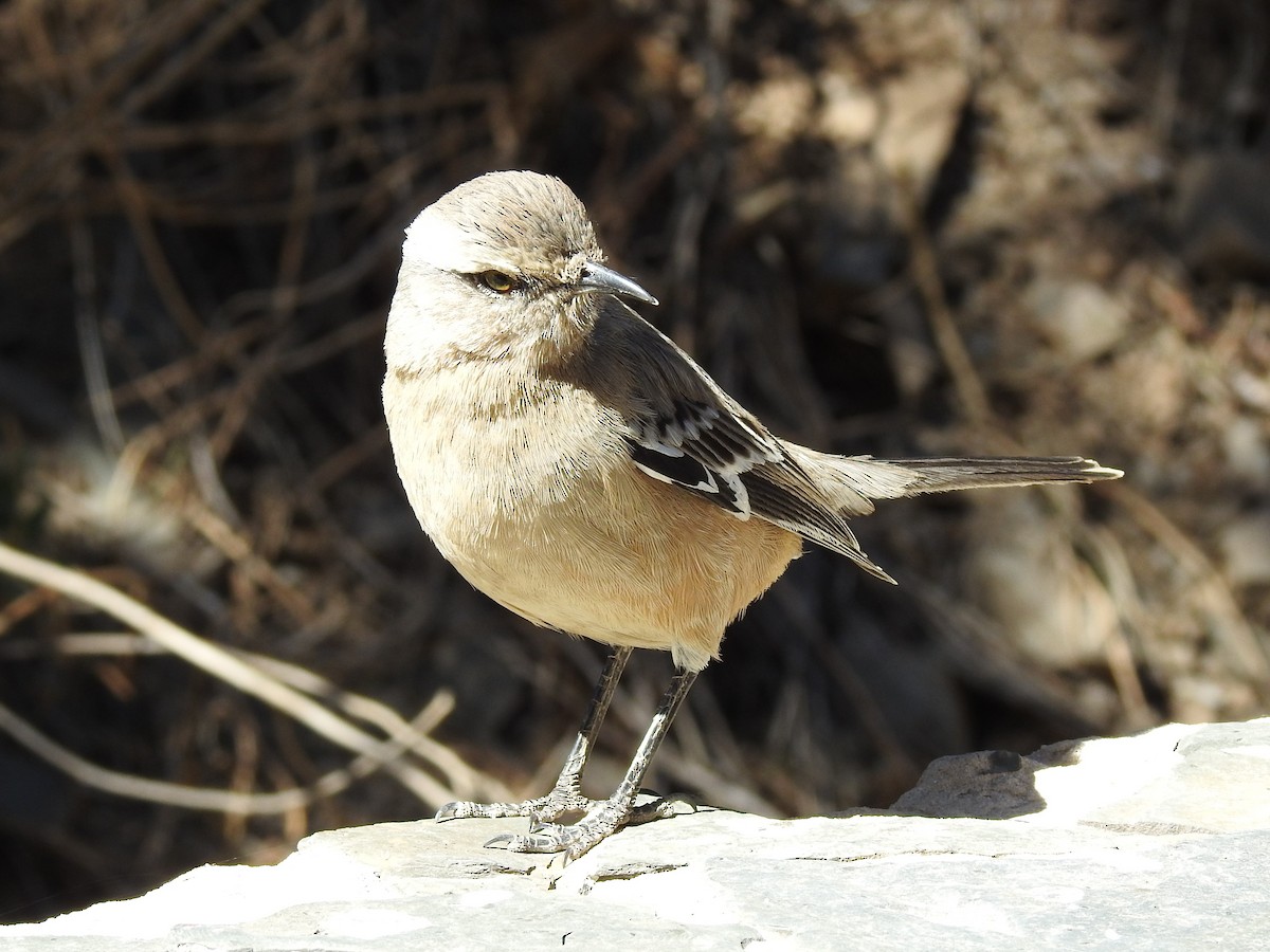 Patagonian Mockingbird - JESSICA ARRIGORRIA