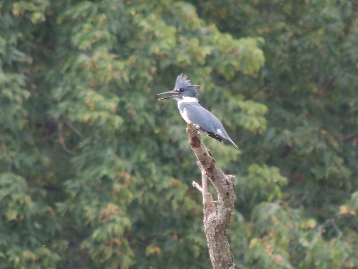 Belted Kingfisher - Sue Wetmore