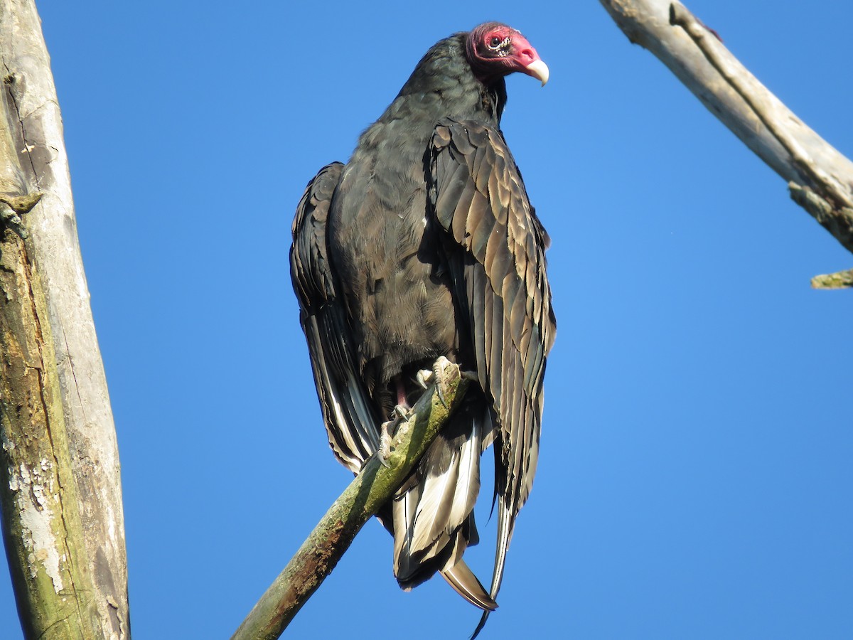 Turkey Vulture - Cole DiFabio