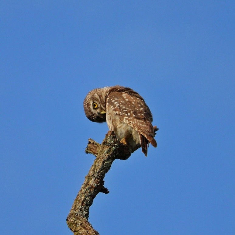Spotted Owlet - Bhavik Dutt