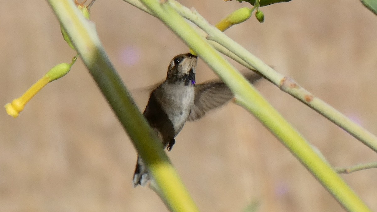 Black-chinned Hummingbird - Steve Summers