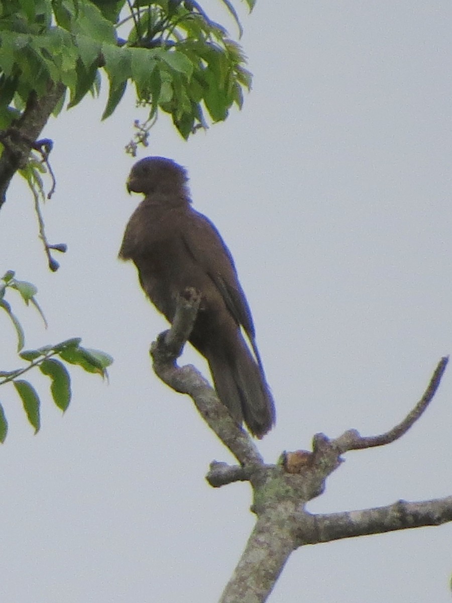 Seychelles Parrot - ML179002451