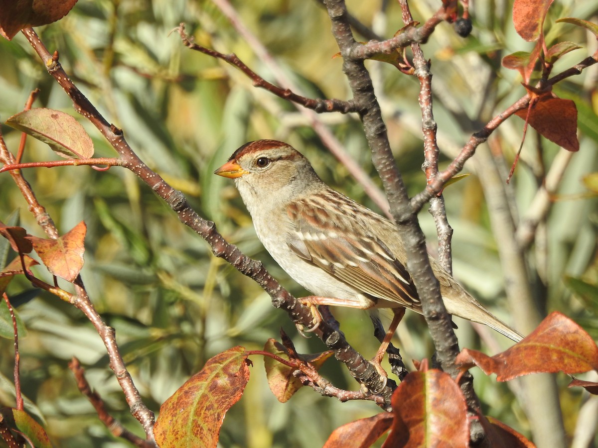 White-crowned Sparrow - Mary Rumple
