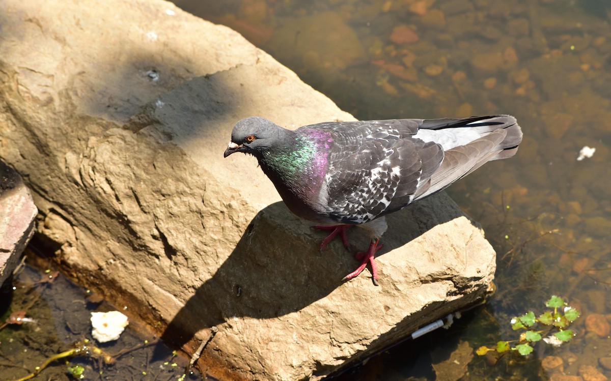Rock Pigeon (Feral Pigeon) - Don Weber
