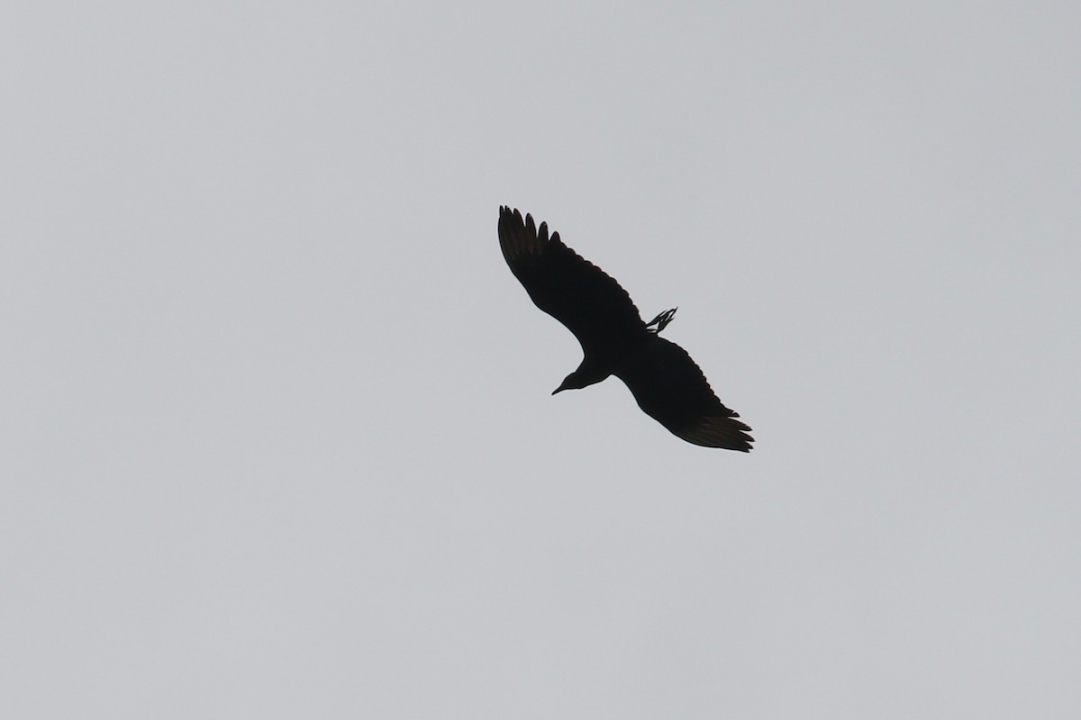 Black Vulture - ML179017851