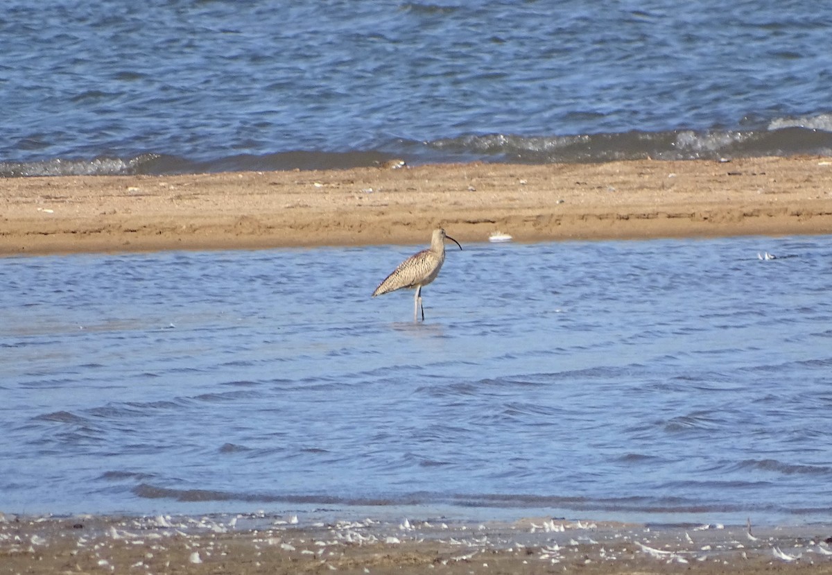 Long-billed Curlew - Kevin Williams