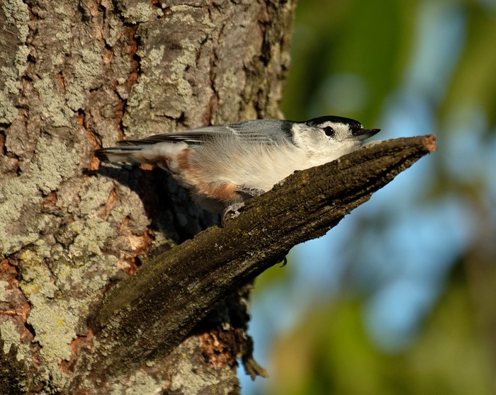 White-breasted Nuthatch - ML179021151