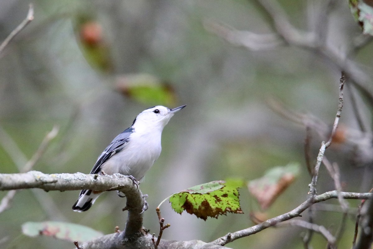 White-breasted Nuthatch - ML179021531