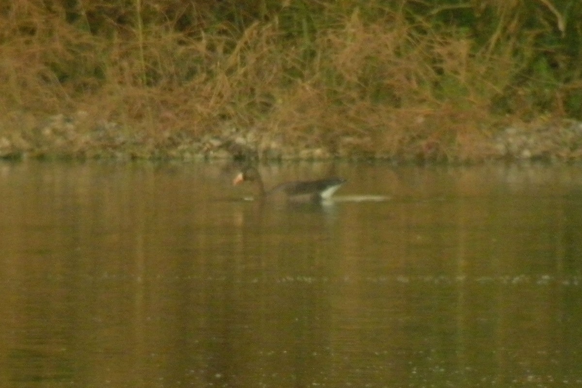 Greater White-fronted Goose - ML179024791