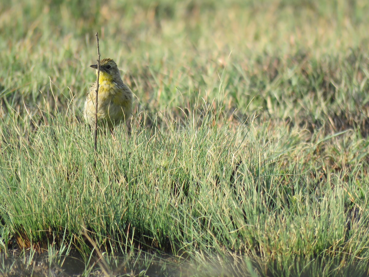 Yellow-breasted Pipit - ML179025081