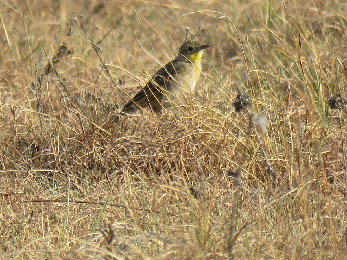 Yellow-breasted Pipit - ML179025091