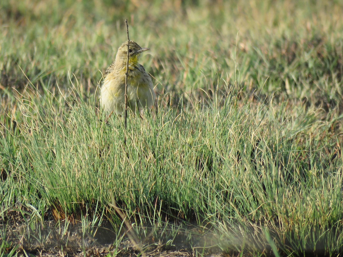 Yellow-breasted Pipit - ML179025101