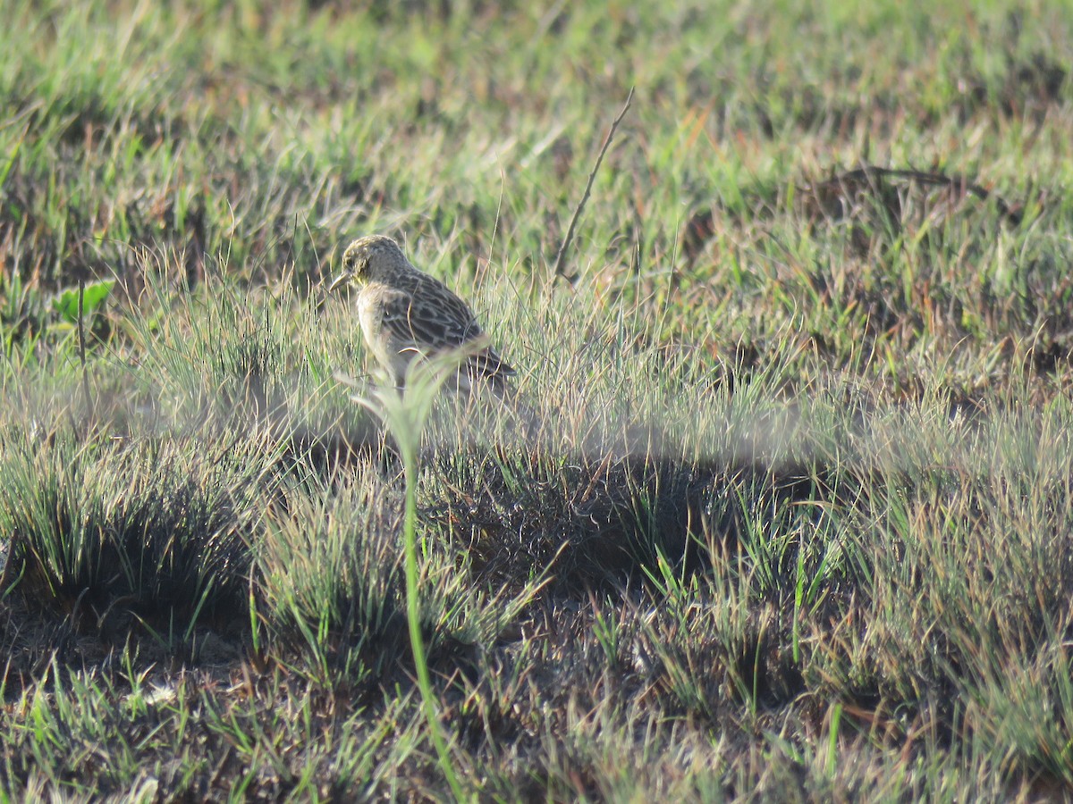 Yellow-breasted Pipit - ML179025111