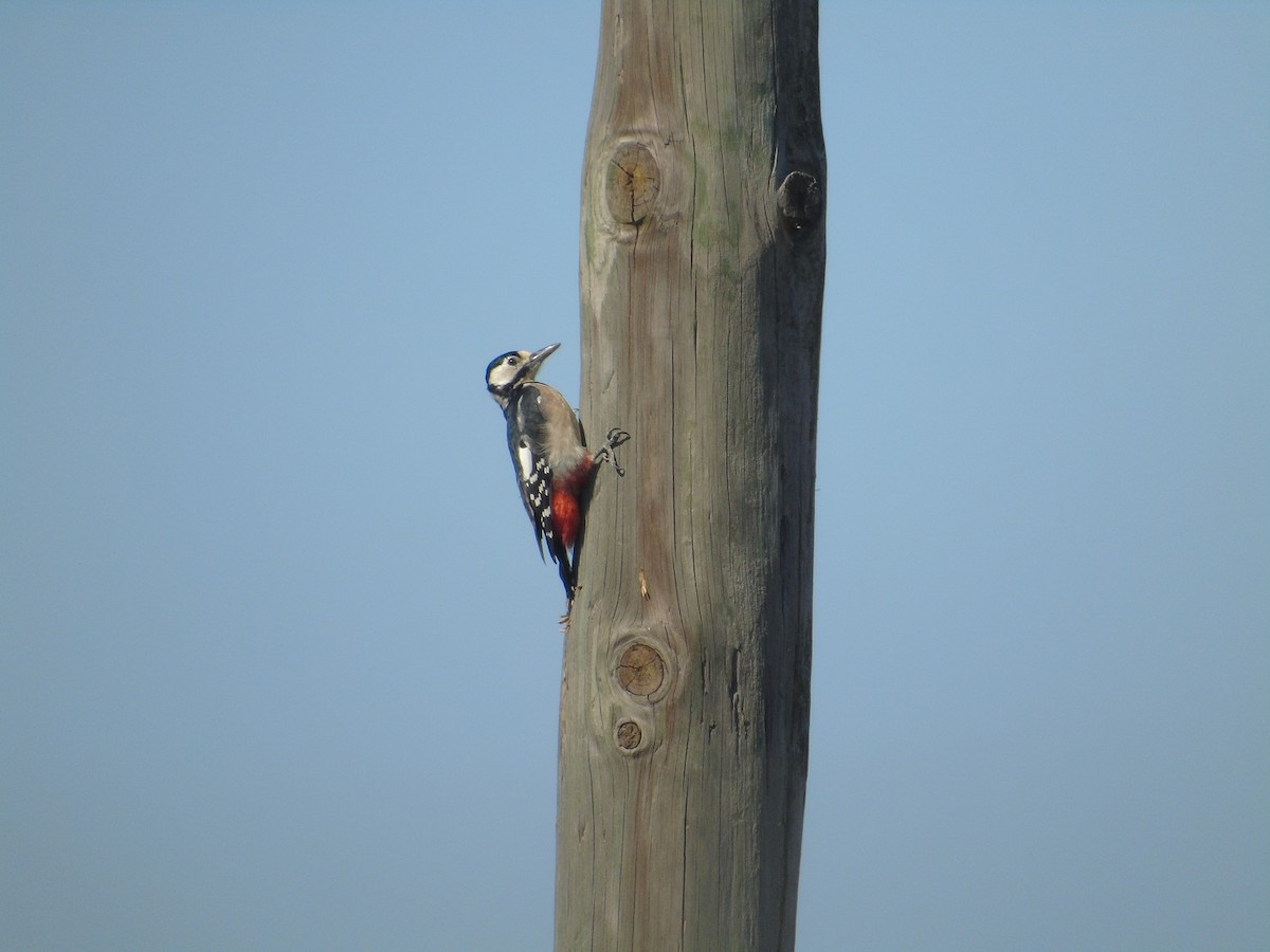 Great Spotted Woodpecker - ML179046151