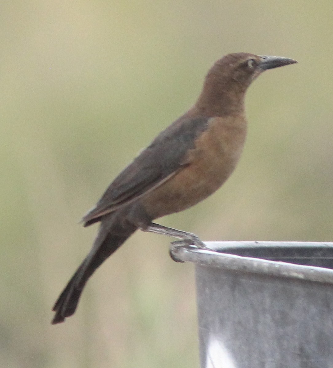 Great-tailed Grackle - ML179052411