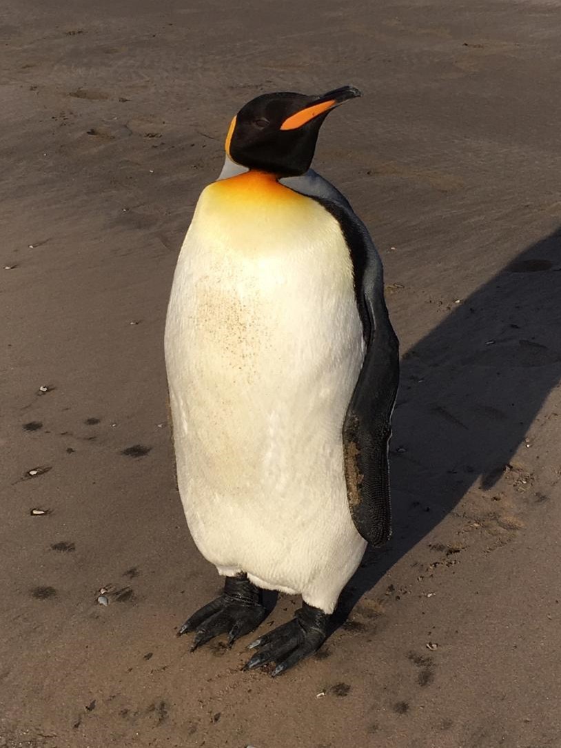 King Penguin - Aves Argentinas