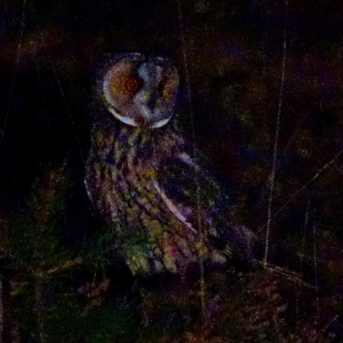 Long-eared Owl - ML179057341