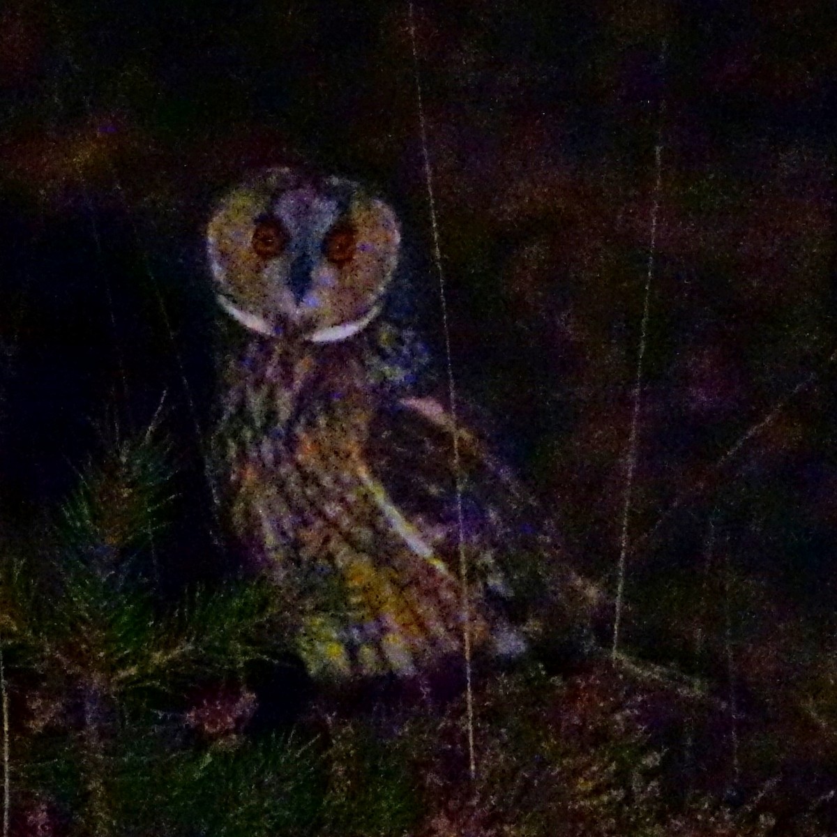 Long-eared Owl - ML179057351