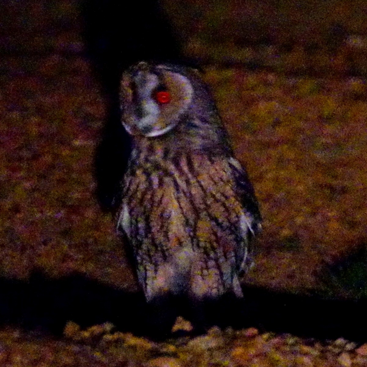 Long-eared Owl - ML179057361