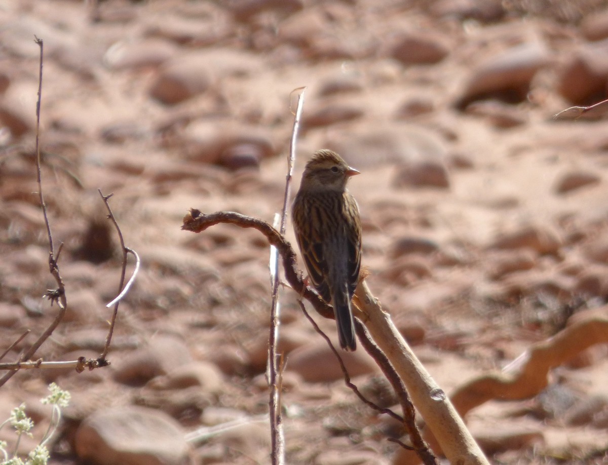 Chipping Sparrow - ML179057431