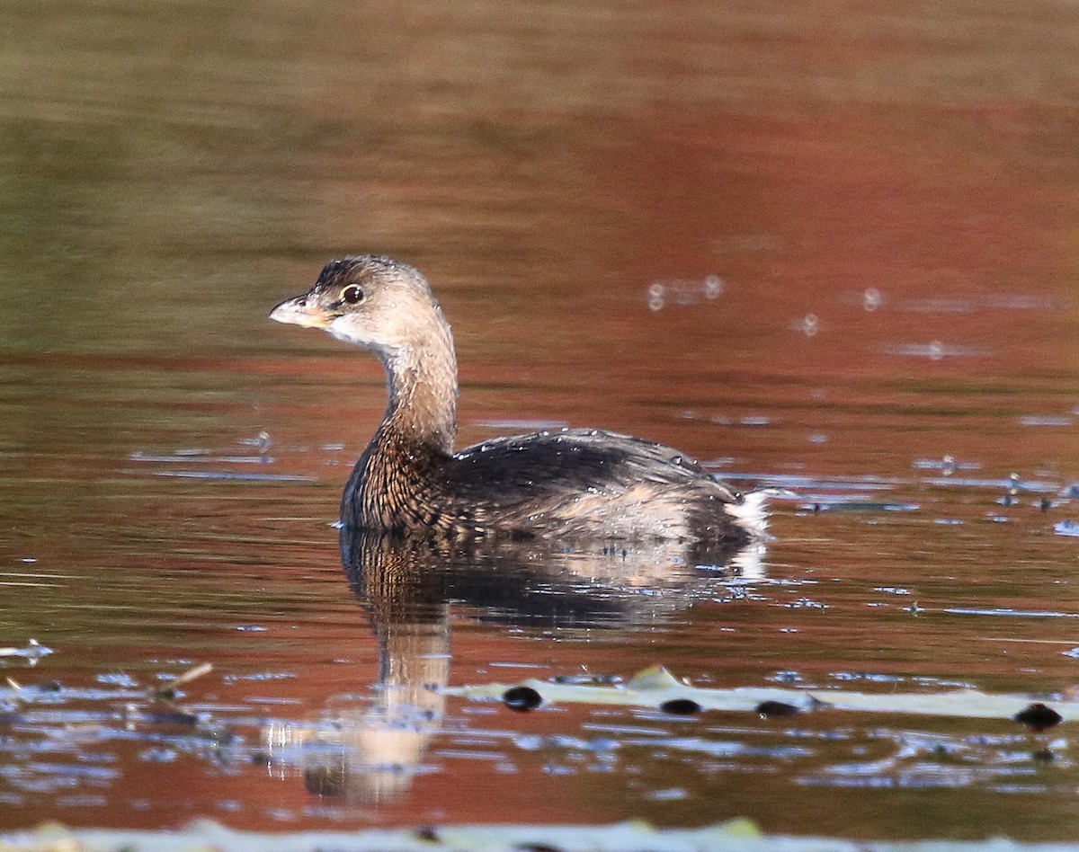 Pied-billed Grebe - Tom Younkin