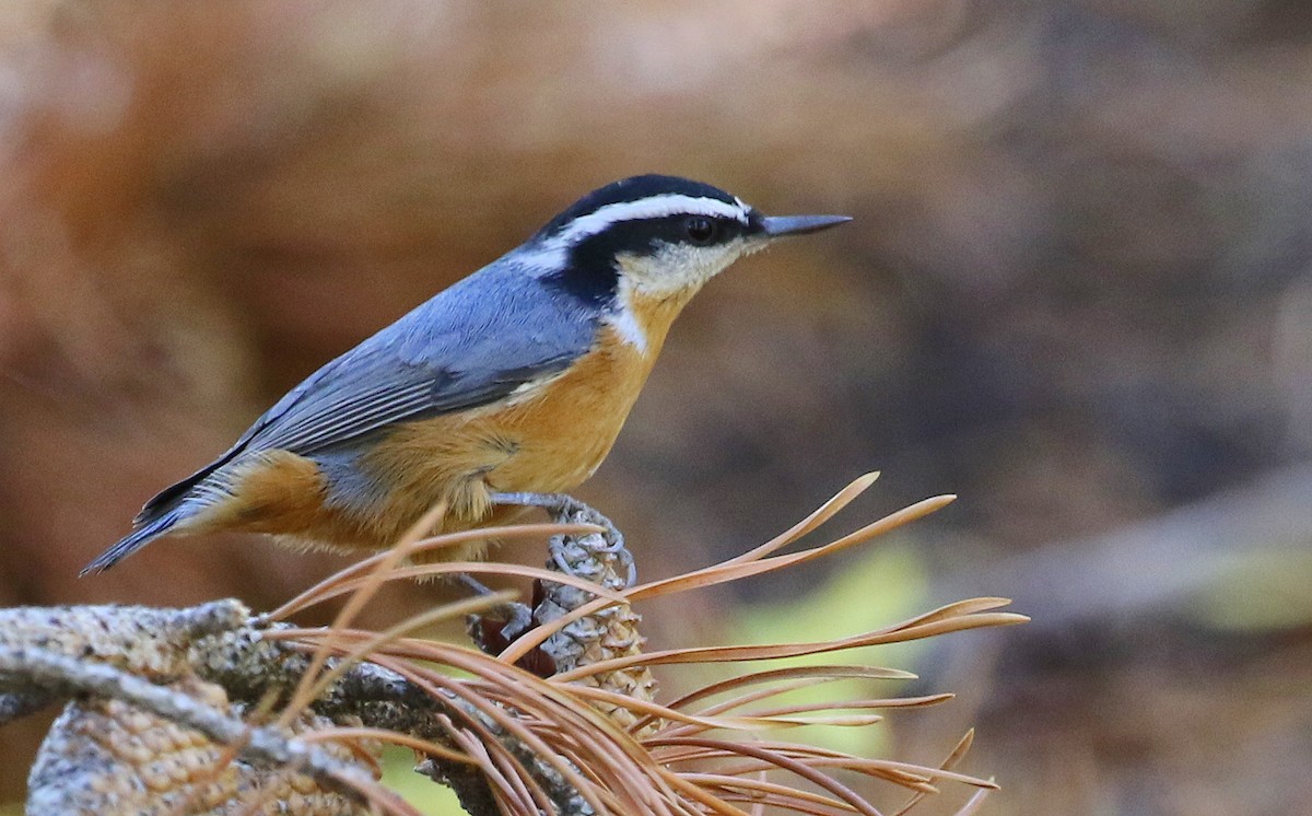 Red-breasted Nuthatch - Isaac Sanchez