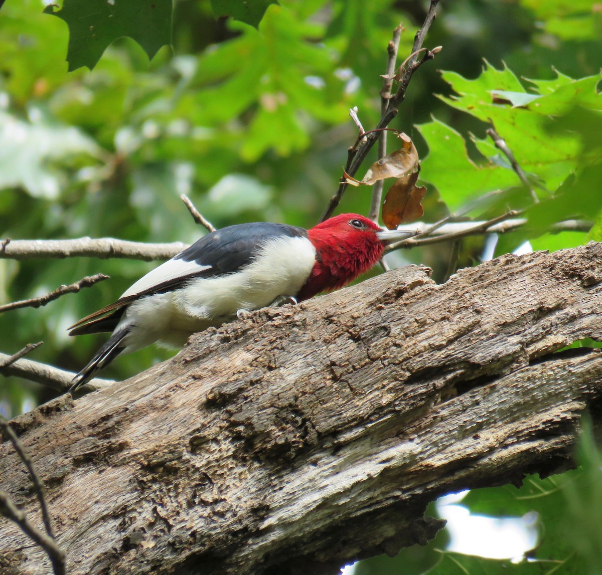 Red-headed Woodpecker - ML179064031