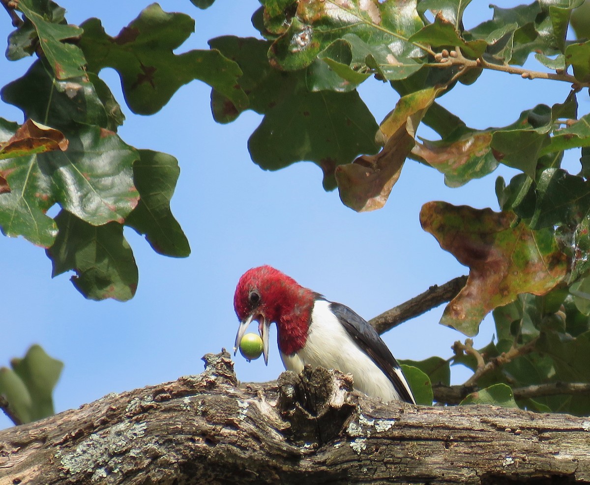 Red-headed Woodpecker - ML179064051