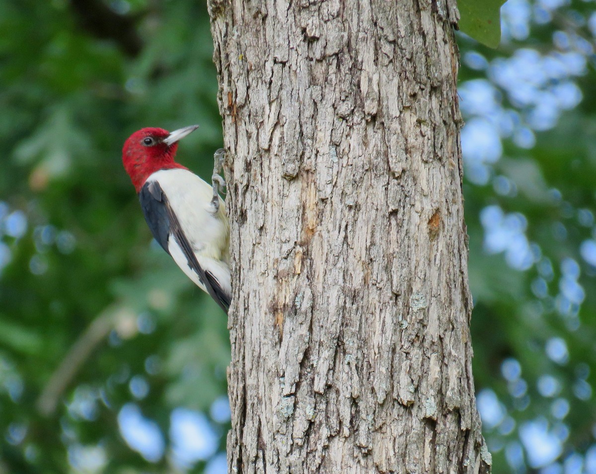 Red-headed Woodpecker - ML179064081