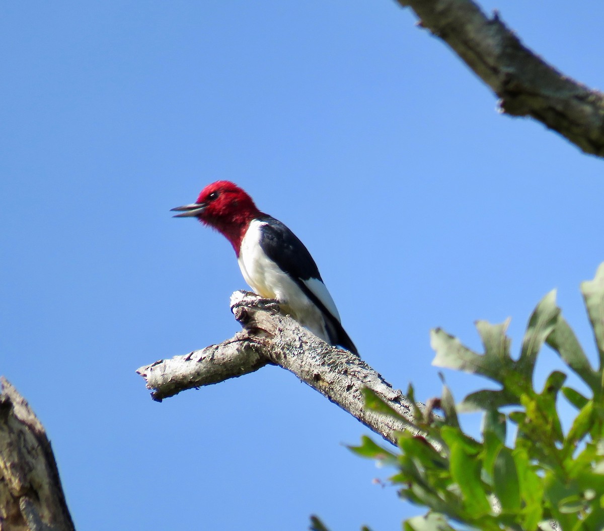 Red-headed Woodpecker - ML179064101