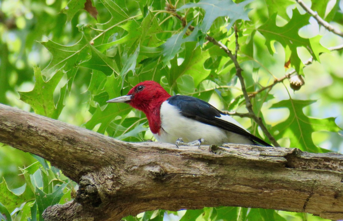 Red-headed Woodpecker - ML179064151