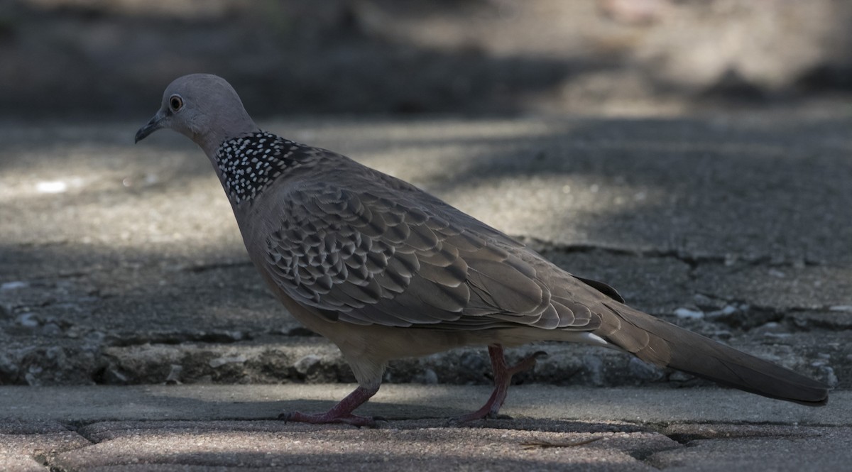 Spotted Dove - ML179068941