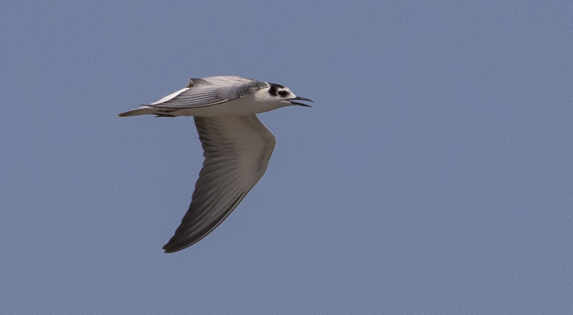 White-winged Tern - Caleb Putnam