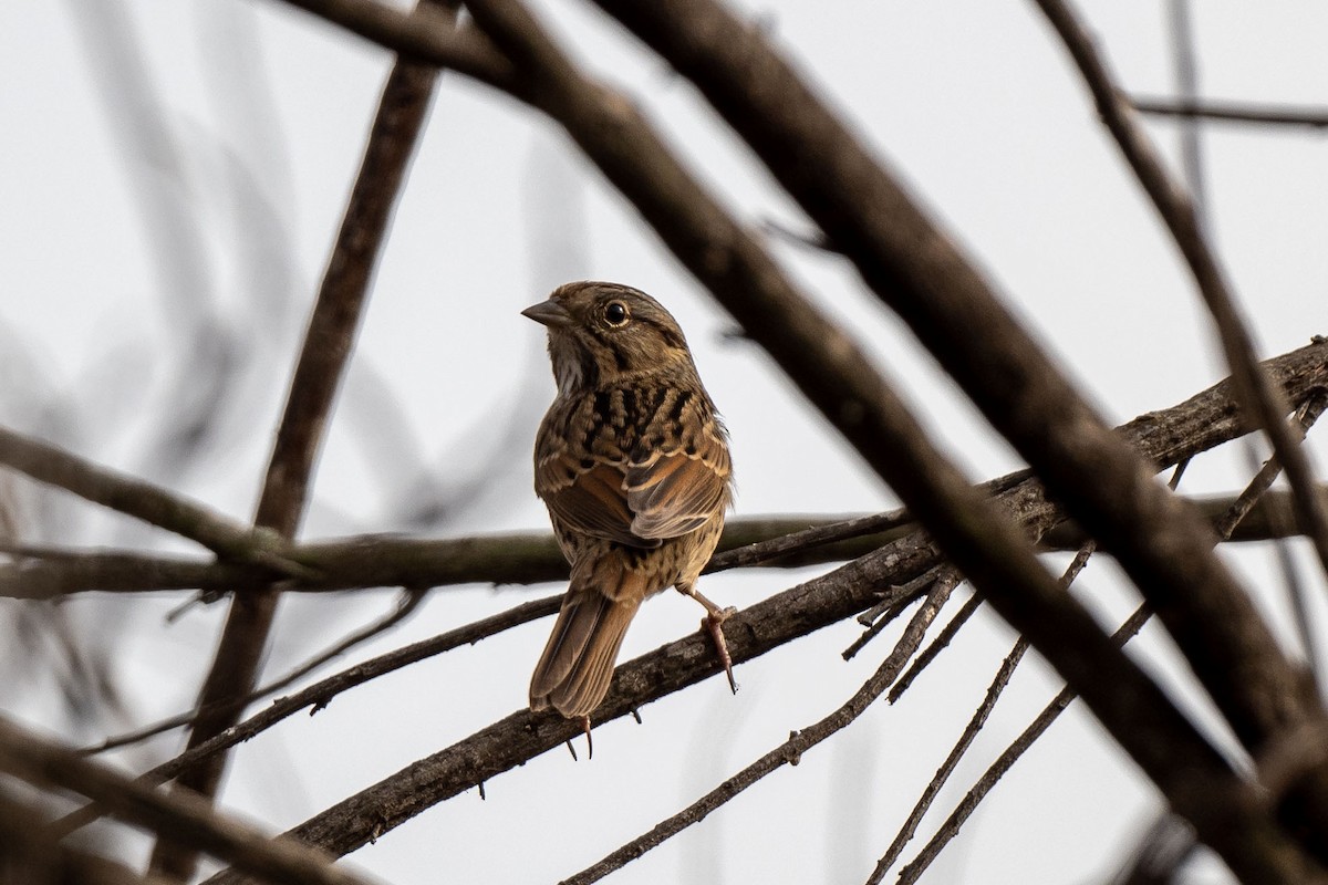 Lincoln's Sparrow - Andrew Newmark