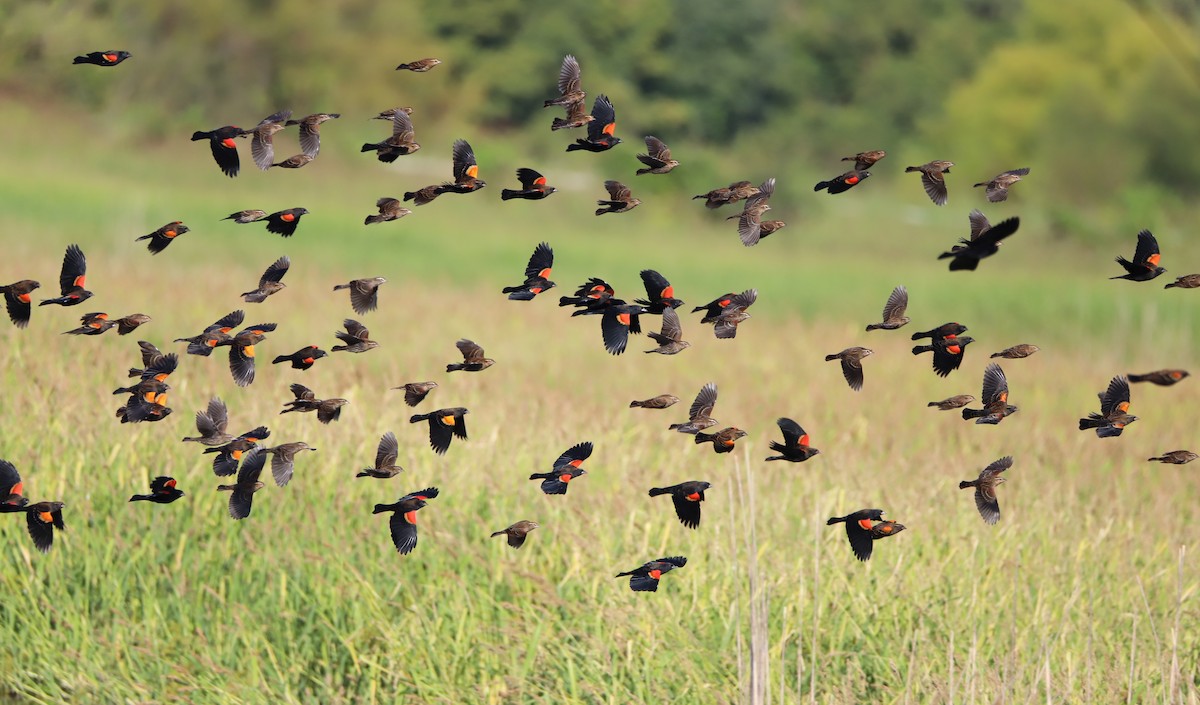 Red-winged Blackbird - Chelsea Mosteller