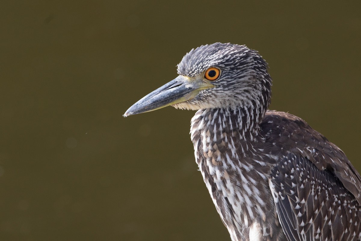 Yellow-crowned Night Heron - Marcel Such