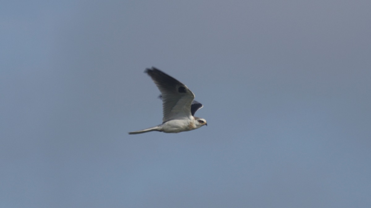 White-tailed Kite - Doug Kibbe