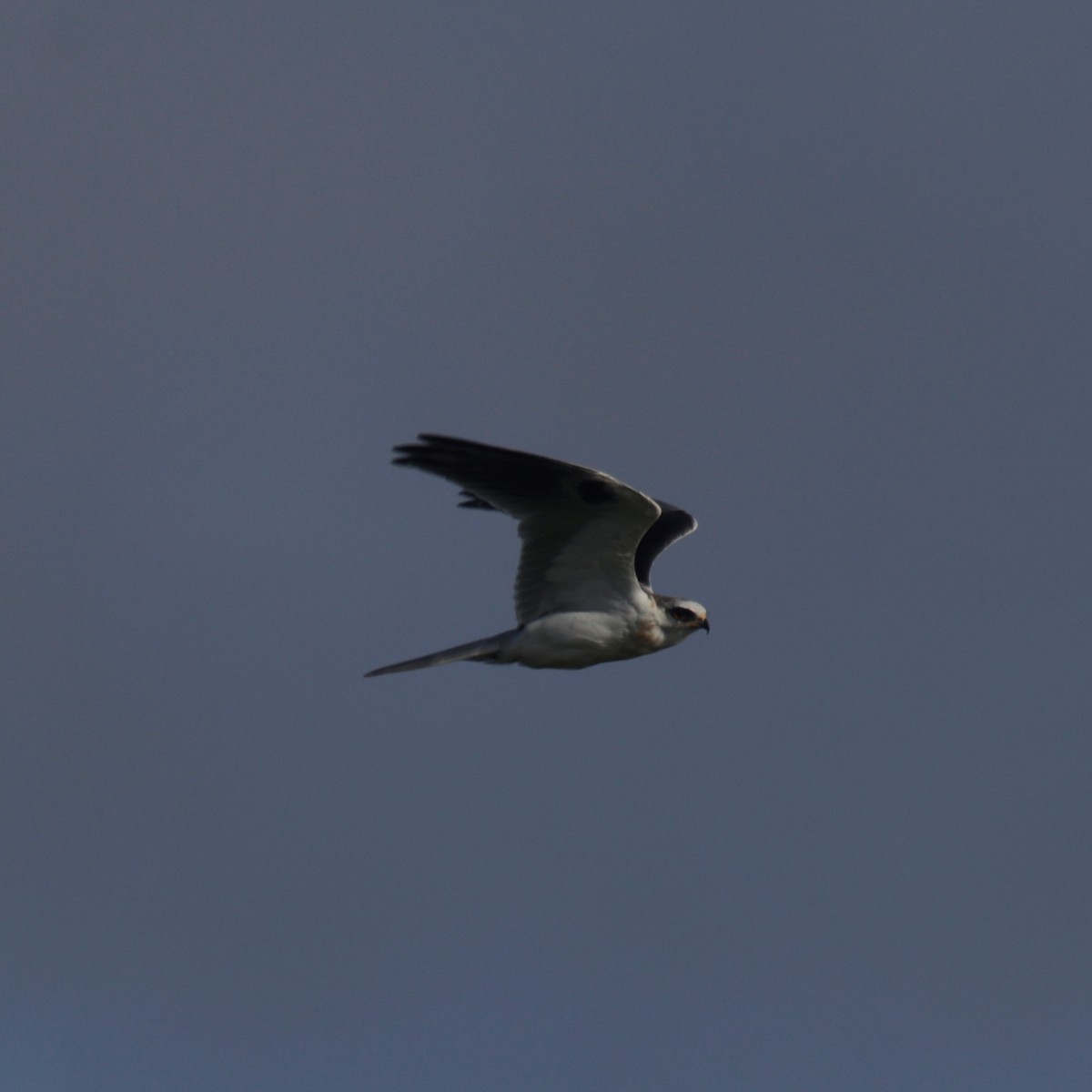 White-tailed Kite - ML179077431