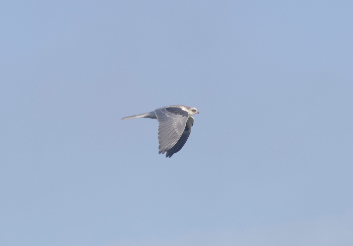 White-tailed Kite - ML179077441